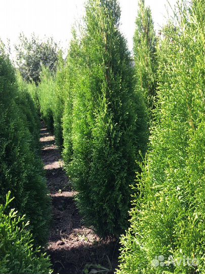 Премиальные Туи 170 см Гарантия 2 года Доставка