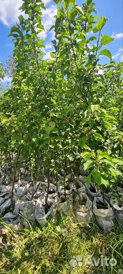 Яблоня Солнышко