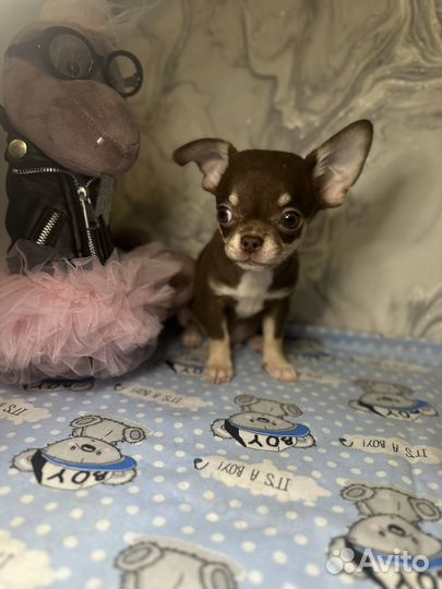 Чихуахуа мини