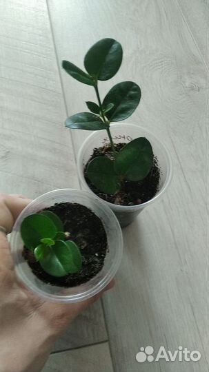 Комнатные цветы