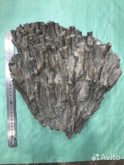 Окаменелый коралл с пиритом