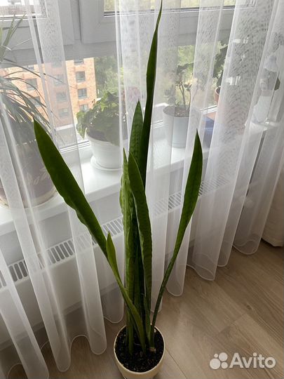 Сансевиерия (щучий хвост, тёщин язык)