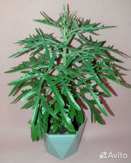 Каланхоэ дольчатое