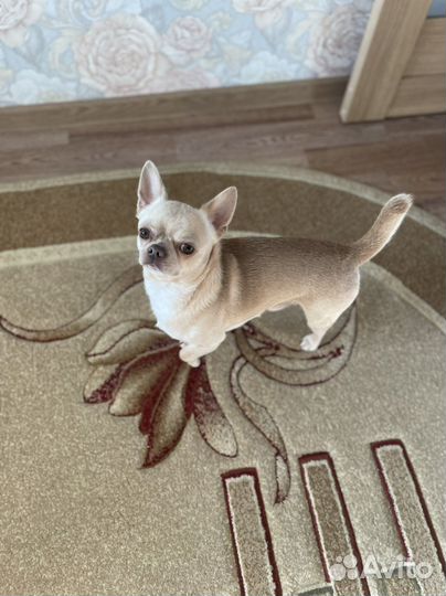 Вязка чихуахуа