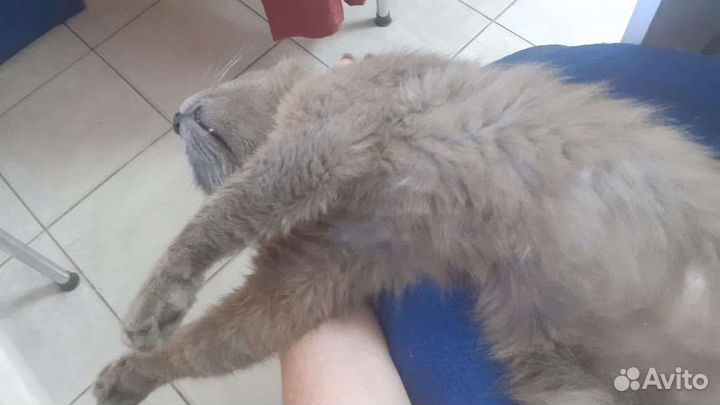 Котенок подросток в добрые руки, бесплатно