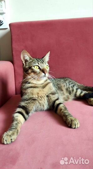 Котик подросток. Доставка. Кастрирован. Обработан
