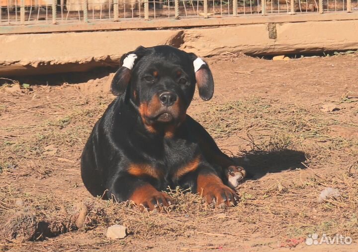 Ротвейлера девочка 3 мес