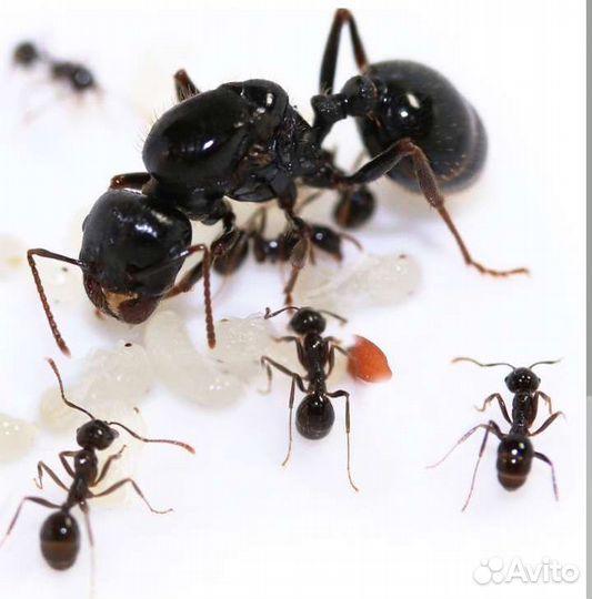 Муравьиная ферма, муравьи,аксессуары