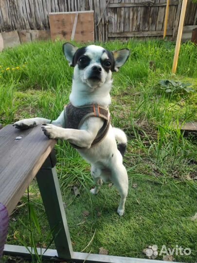 Вязка кобель чихуахуа