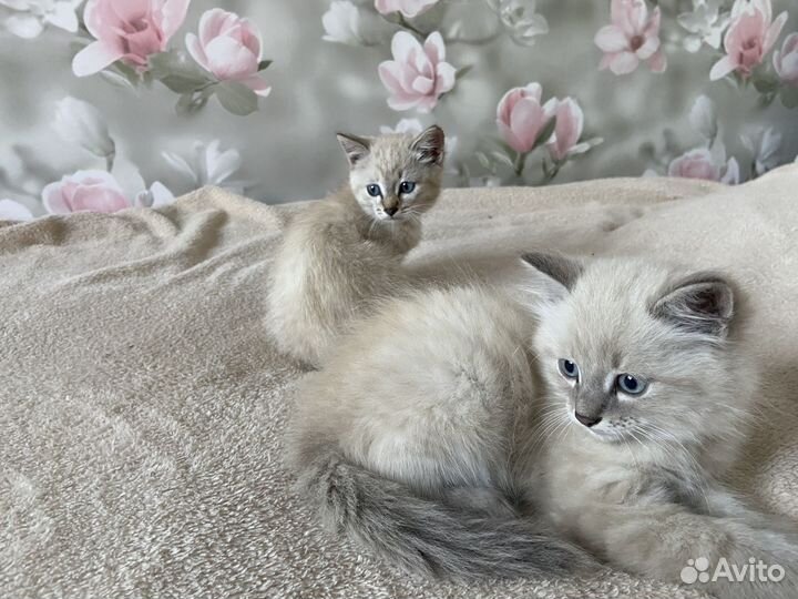 Отдам котиков в добрые руки(бесплатно)