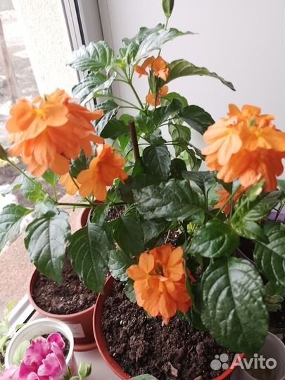 Кроссандра