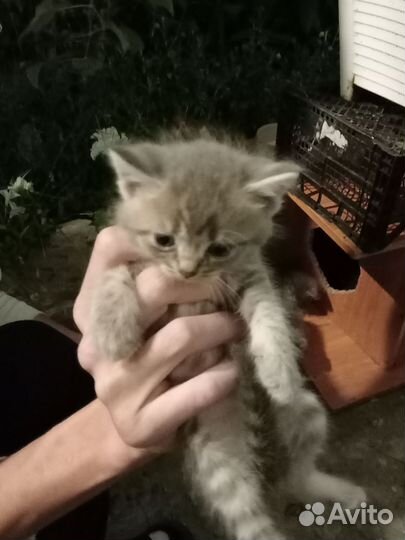 Котята в добрые руки бесплатно