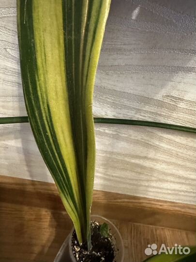 Сансевиерия