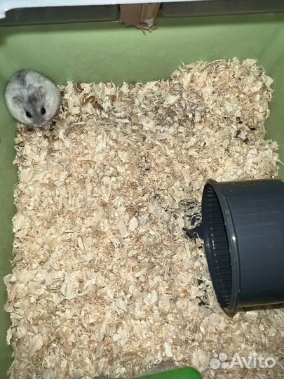 Джунгарский хомяк