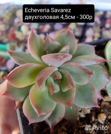 Суккуленты 2