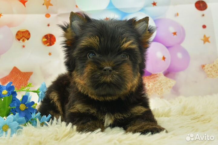 Цветной йорк, мини мальчик Лорд