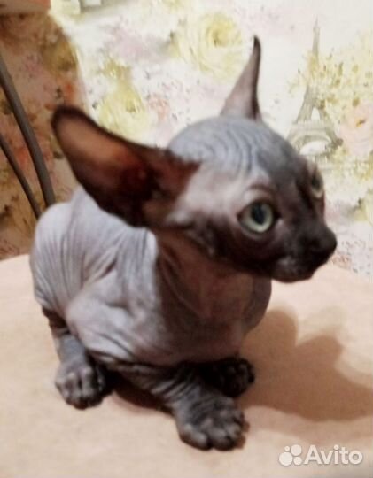 Канадский сфинкс котенок