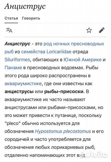 Сомики анциструсы