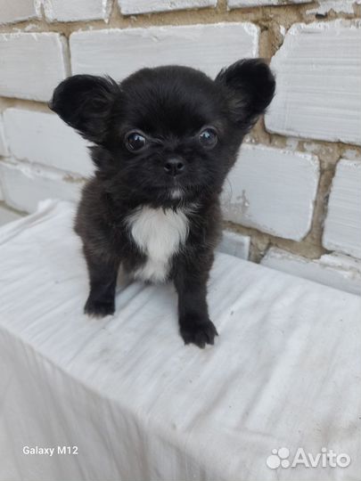 Чихуахуа девочка