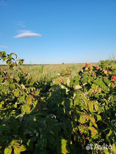 Саженцы малины