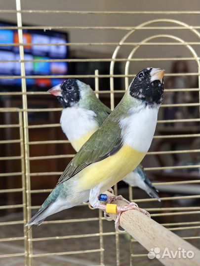 Амадины гульда