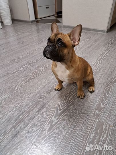 Французский бульдог
