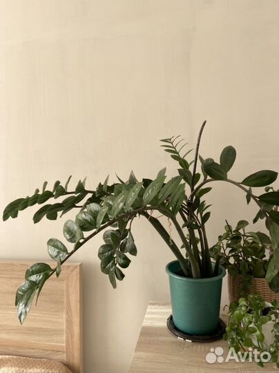 Замиокулькас домашние цветы