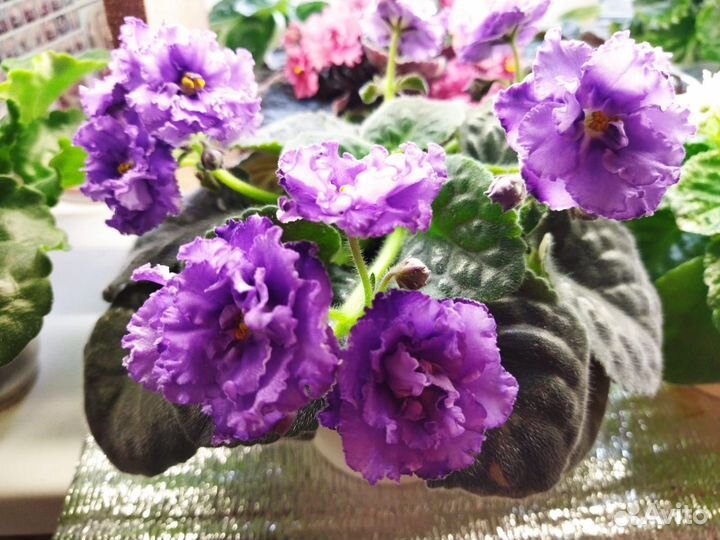 Фиалка нк - Лилон - Лила