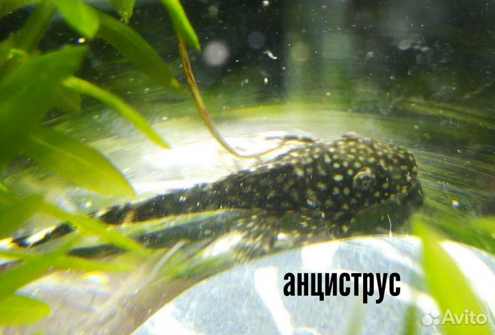 Аквариумные рыбки