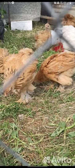 Брама палевая