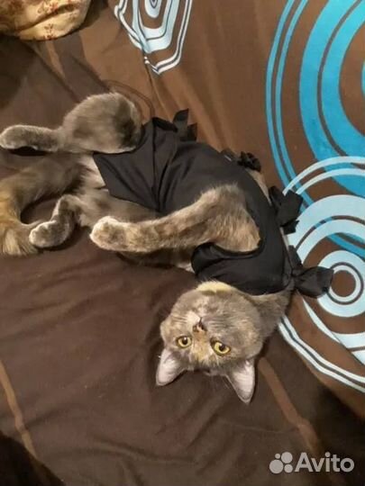 Ветеринарный врач на дом