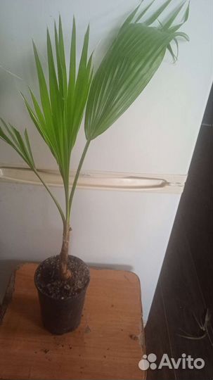 Комнатные экзотические растения