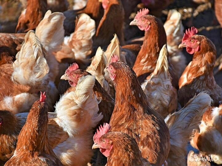 Куры несушки Кросс Коралл порода