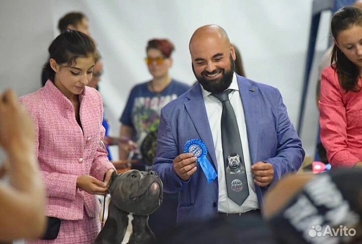 Хендлер для Вашей собаки