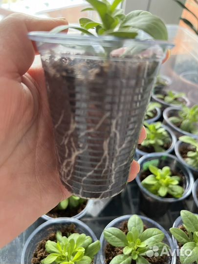 Калибрахоа укорененные черенки