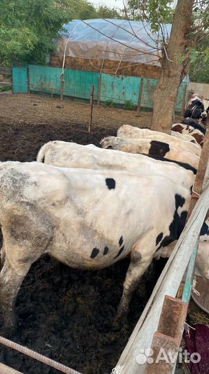 Бычки телки