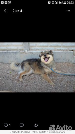 Собака бесплатно