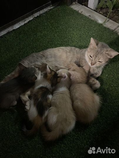 Котята в добрые руки