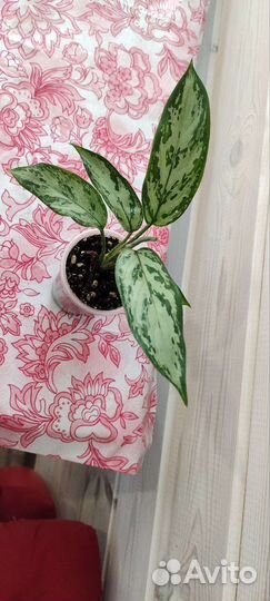 Аглаонема Silver Queen