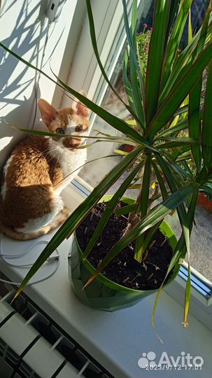 Корниш Рекс