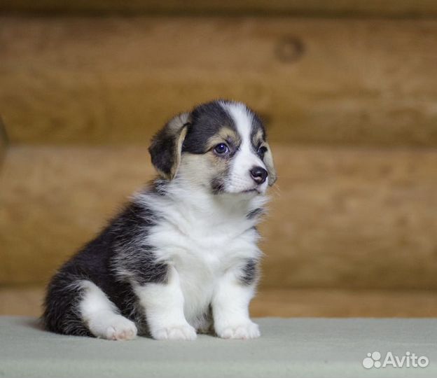 Вельш корги пемброк