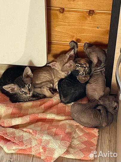 Донской сфинкс котята