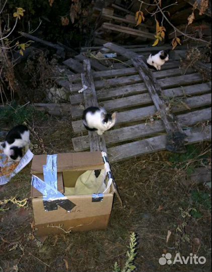 Котята ищут приют