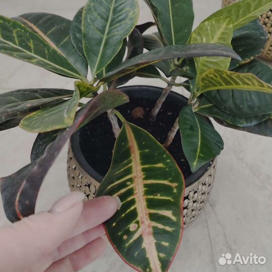 Кодиеум кротон