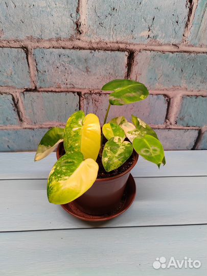 Филодендроны 2