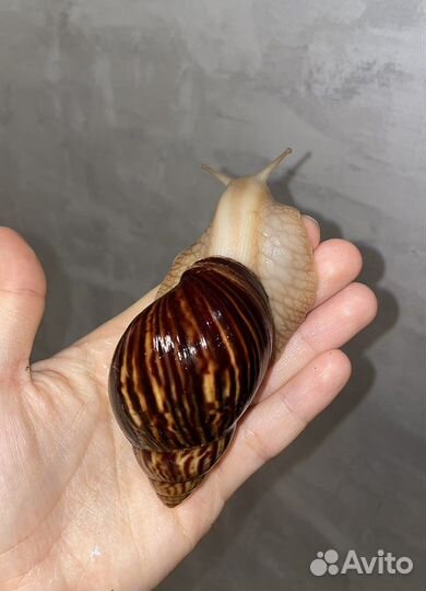 Улитка ахатина иммакулята