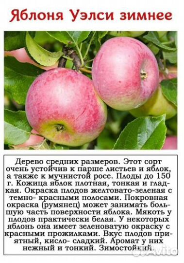 Саженцы яблони