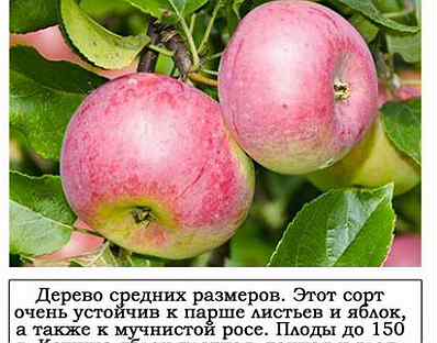 Яблоня Первый Салют Описание Сорта