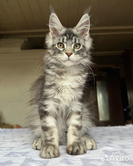 Котенок Мейн-кун