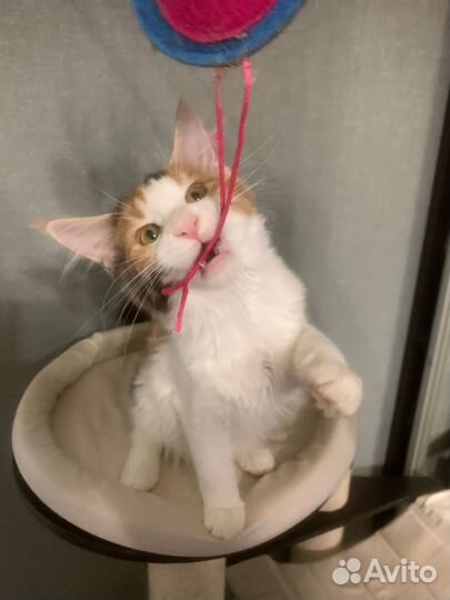 Кошечка мейн-кун